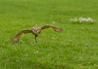 Rabbit owl flying low