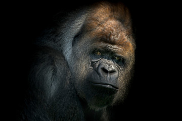 Portrait of a male gorilla in black background