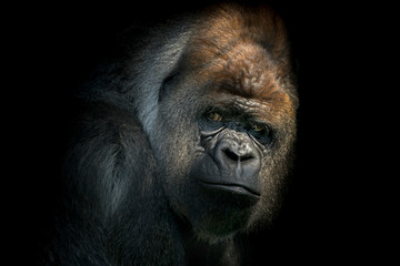Obraz premium Portrait of a male gorilla in black background