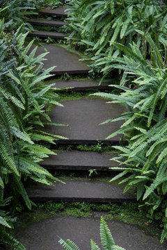 Steps with ferns at Monti palace gardens, Funchal, Madeira, Portugal, Europe