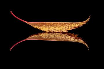 Autumnal coloured leaf with reflection on black background
