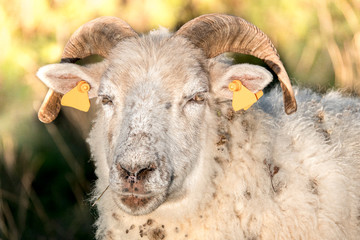 Sheep maintain the dikes in Belgium