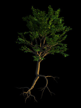 small tree with roots, isolated on black background