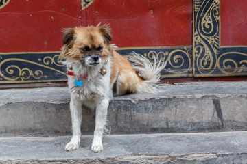 LHASA, TIBET / CHINA - August 1, 2017: Portrait of a mongrel dog with overbite. His face looks grim...