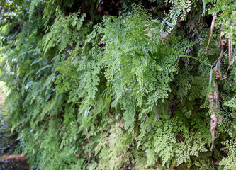 Levada Do Rei PR18, from Sao Jorge ending at the source in Ribeiro Bonito, Madeira, Portugal