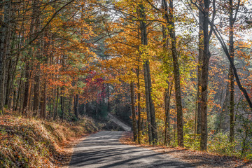 Country road with surrounded by trees in Autumn colors
