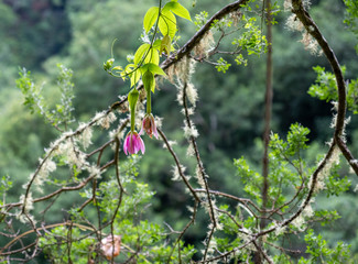 Pink flower on Levada Do Rei PR18, from Sao Jorge ending at the source in Ribeiro Bonito, Madeira, Portugal