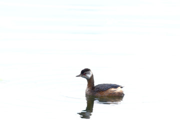 Zambullidor plateado (Podiceps occipitalis)