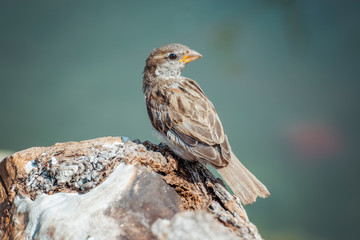 Fototapeta premium House Sparrow (Passer domesticus domesticus) sitting on a stone