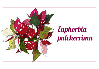 Template for text, label with red poinsettia flowers. Vector illustration for signatures, business cards and design. Christmas flower