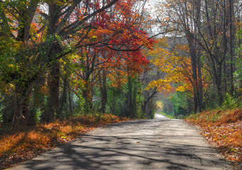 Naklejka na ściany i meble Country road through woods in Fall colors