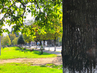 View of the city park. Autumn in the city. Close shot of a tree trunk