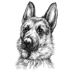 Sketch Portrait of a beautiful German Shepherd. German sheepdog head freehand drawing