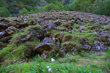 Obraz premium Natural stone covered with moss. Green spruce branches. Nature background concept. Stone close up. Stalheim, Voss, Norway. July 2019