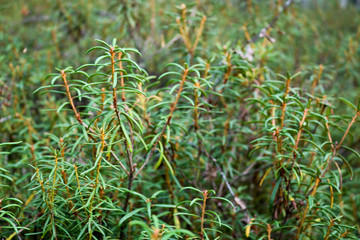 Ledum thickets (Rhododendron tomentosum, Ledum palustre) in a forest near a swamp. Medicinal plant. Poisonous plant.