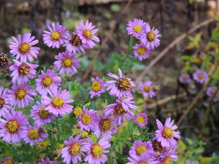 Autumn chrysanthemum flowers in the garden after the first snow