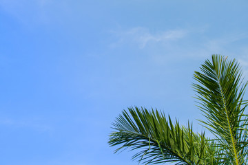 palm leaf on blue sky background