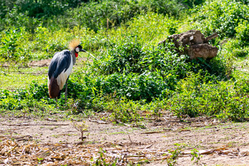 Grey crowned crane (Balearica regulorum) Entebbe, Uganda