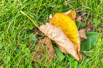Autumn dry leaf fallen from tree lies on green grass.