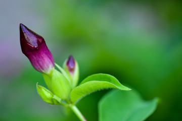 Unopened purple flower bud