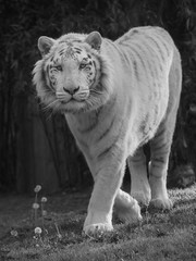 Fototapeta na wymiar Tigre blanc de face marchant