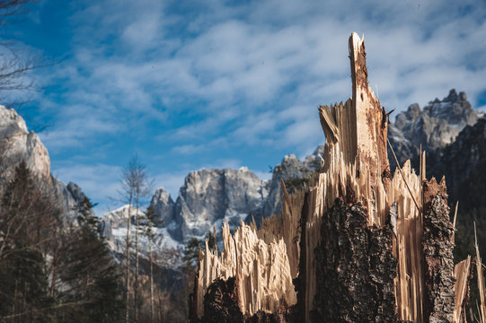 trees destroyed by the storm