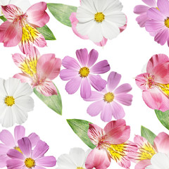 Beautiful floral background of alstroemeria and kosmeya. Isolated