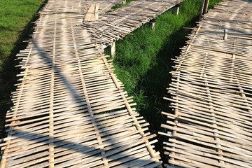 Wooden path at green rice organic field and bamboo bridge, The b