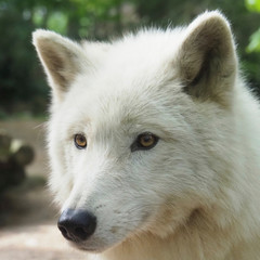 Loup blanc. Canis lupus. Portrait.