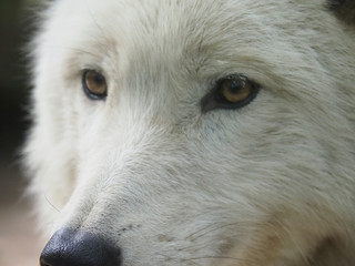 Obraz premium Loup blanc. Canis Lupus. Portrait. Gros plan.