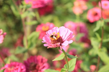 bee on a flower