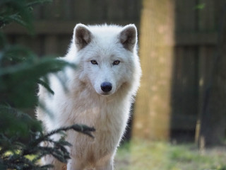 Loup blanc. Canis Lupus