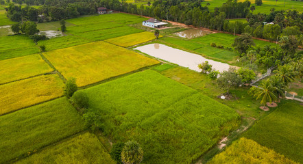 A ricefield in the Kampot in the south of Cambodia in Cambodia