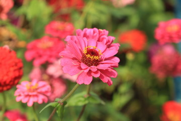 Obraz premium pink flower in the garden