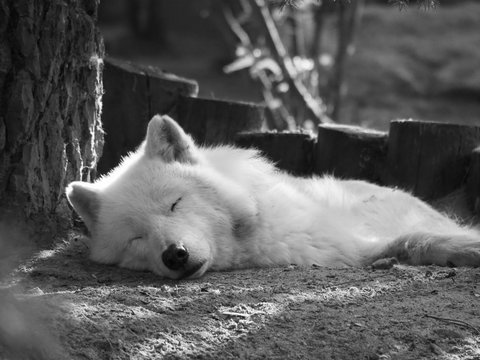 Loup blanc allongé qui dort. Canis Lupus Photos | Adobe Stock