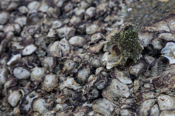 Oysters on a rock at low tide, Hua Hin Beach, Thailand