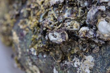 Oysters on a rock at low tide, Hua Hin Beach, Thailand