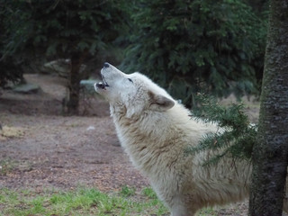 Obraz premium Loup blanc hurlant. Canis Lupus. De profil.