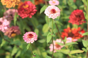 red flowers in garden