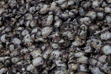 Oysters on a rock at low tide, Hua Hin Beach, Thailand