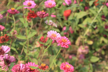 flowers in garden