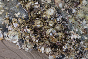 Oysters on a rock at low tide, Hua Hin Beach, Thailand
