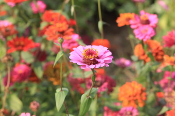 red flowers in garden