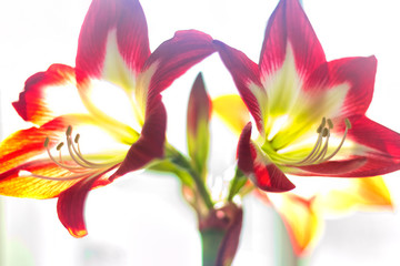 Red and White Holiday Amaryllis