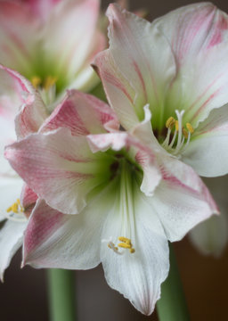 Pink and White Holiday Amaryllis