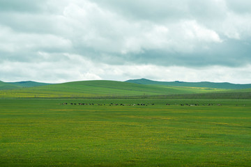 Fototapeta na wymiar Autumn grassland scenery of hulunbuir, Inner Mongolia, China