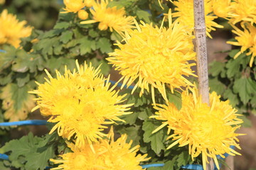  chrysanthemum  flower 