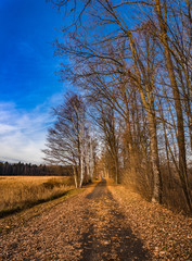 Road along trees in fall landscape