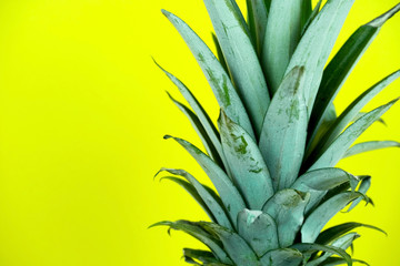 close up tropical pineapple leaves on a vibrant yellow background copy space, tropical summer background