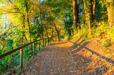 Road in autumn forest - 301995354